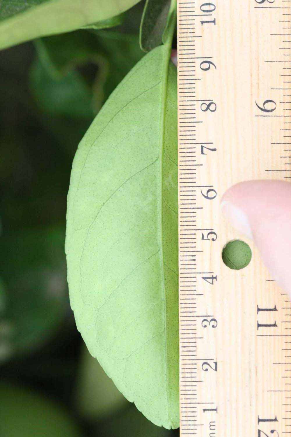              Unifoliolate leaf (Riverside, CA)       